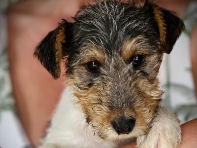 IKC Registered Pedigree Fox Terrier puppies in Kilkenny