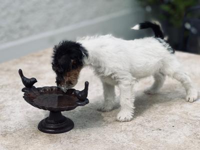 IKC Registered Pedigree Fox Terrier puppies in Kilkenny