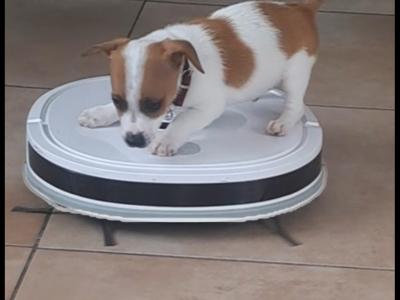 Jack Russell puppies, Bruno, Rosie and Jim in Cork