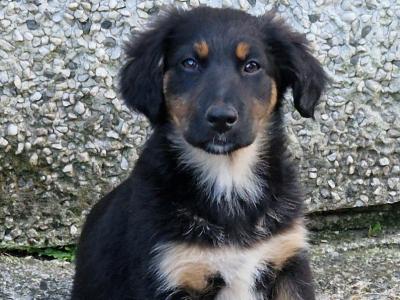 Border Collie x German Shepherd puppies in Carlow