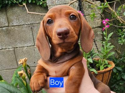 Smooth Coat miniature Dachshund puppies in Limerick for new homes