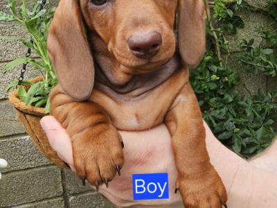 Smooth Coat miniature Dachshund puppies in Limerick for new homes