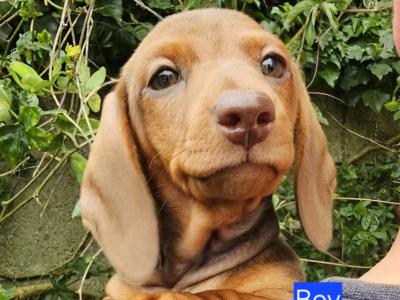 Smooth Coat miniature Dachshund puppies in Limerick for new homes