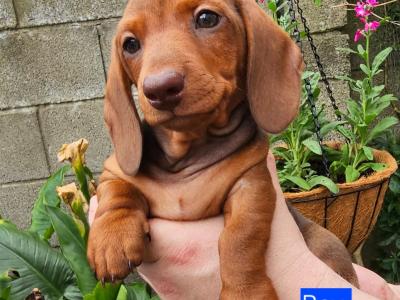 Smooth Coat miniature Dachshund puppies in Limerick for new homes