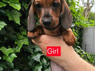Smooth Coat miniature Dachshund puppies in Limerick for new homes