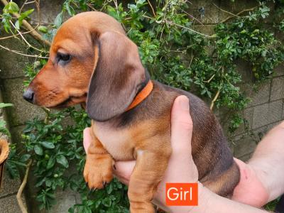 Smooth Coat miniature Dachshund puppies in Limerick for new homes