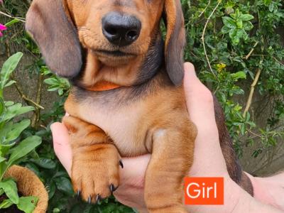 Smooth Coat miniature Dachshund puppies in Limerick for new homes