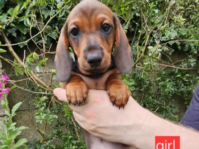 Smooth Coat miniature Dachshund puppies in Limerick for new homes