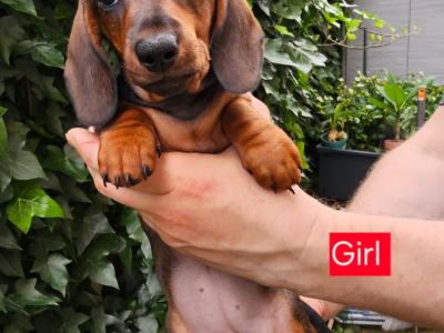 Smooth Coat miniature Dachshund puppies in Limerick for new homes
