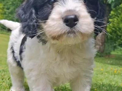Cavachon x Springer Spaniel puppies in Wexford