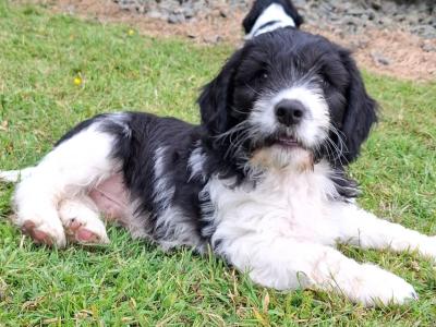 Cavachon x Springer Spaniel puppies in Wexford