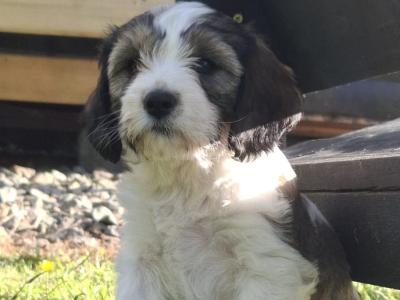 Cavachon x Springer Spaniel puppies in Wexford