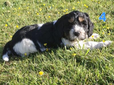 Cavachon x Springer Spaniel puppies in Wexford