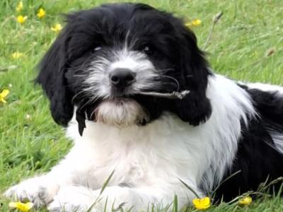 Cavachon x Springer Spaniel puppies in Wexford