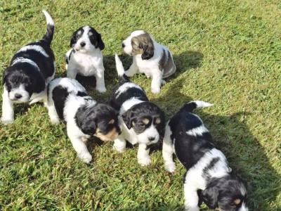 Cavachon x Springer Spaniel puppies in Wexford
