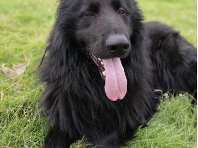 Border Collie x German Shepherd puppies in Carlow