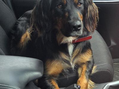 Border Collie x German Shepherd puppies in Carlow