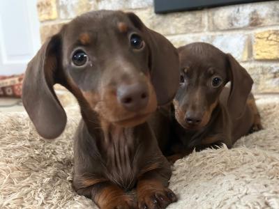 Chocolate & Tan Miniature Dachshund puppies for sale in Monaghan