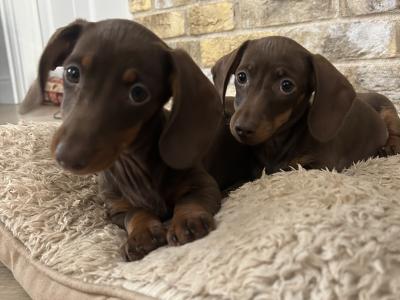 Chocolate & Tan Miniature Dachshund puppies for sale in Monaghan