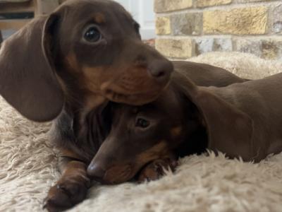 Chocolate & Tan Miniature Dachshund puppies for sale in Monaghan