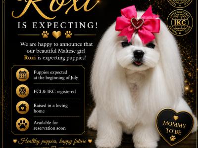 IKC Registered (pending) Maltese puppies in Dublin