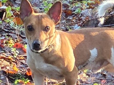 Jack Russell for stud in Cavan