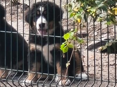 Beautiful 😍 purebred female Bernese Mountain Dog 🐶 puppies in Cork