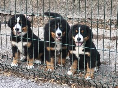 Beautiful 😍 purebred female Bernese Mountain Dog 🐶 puppies in Cork