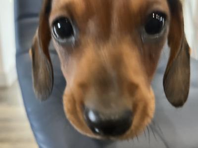Dachshund puppies for sale in Monaghan