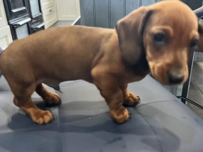 Dachshund puppies for sale in Monaghan