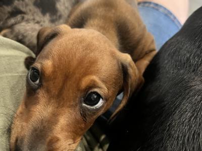 Dachshund puppies for sale in Monaghan