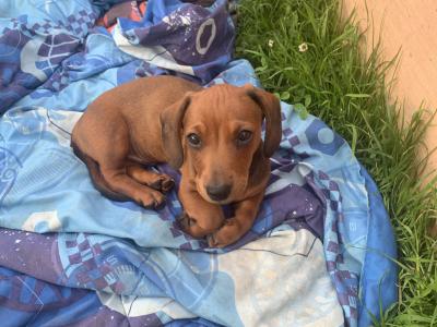 Dachshund puppies for sale in Monaghan
