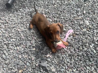 Dachshund puppies for sale in Monaghan