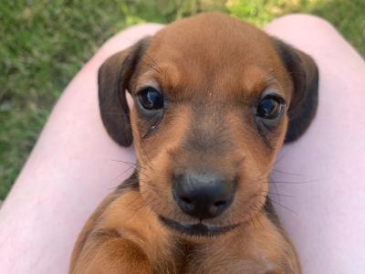 Dachshund puppies for sale in Monaghan