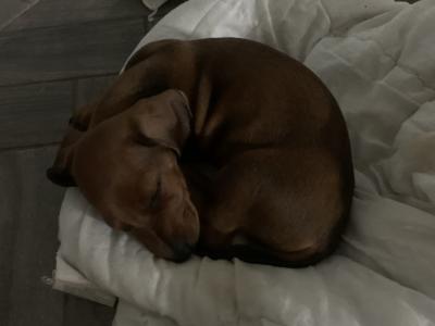 Dachshund puppies for sale in Monaghan