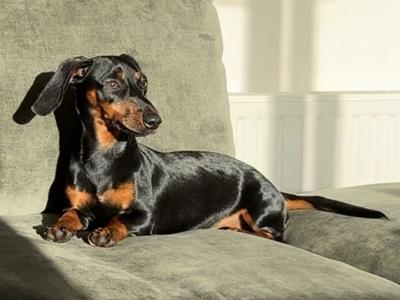 Fully Pedigree Black & Tan Dachshund Stud – IKC Registered, Gentle & Smart