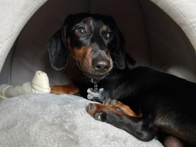 Fully Pedigree Black & Tan Dachshund Stud – IKC Registered, Gentle & Smart