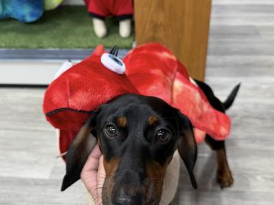 Fully Pedigree Black & Tan Dachshund Stud – IKC Registered, Gentle & Smart