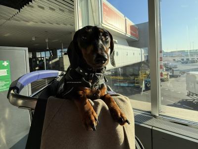 Fully Pedigree Black & Tan Dachshund Stud – IKC Registered, Gentle & Smart