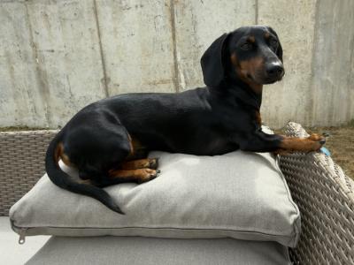 Fully Pedigree Black & Tan Dachshund Stud – IKC Registered, Gentle & Smart