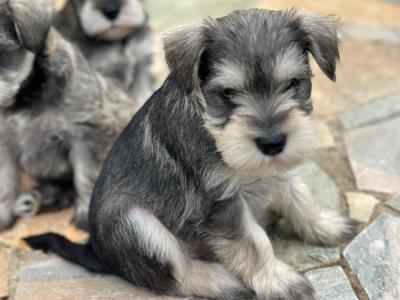Miniature Schnauzer puppies in Wexford