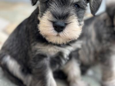 Miniature Schnauzer puppies in Wexford