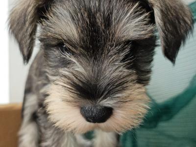 Miniature Schnauzer puppies in Wexford