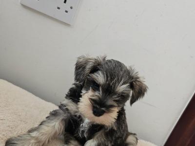 Miniature Schnauzer puppies in Wexford