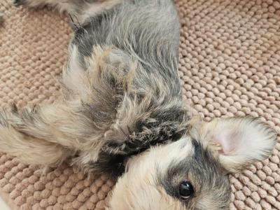 Miniature Schnauzer puppies in Wexford