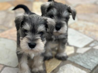 Miniature Schnauzer puppies in Wexford