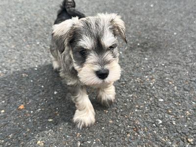 Miniature Schnauzer puppies in Wexford