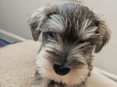Miniature Schnauzer puppies in Wexford