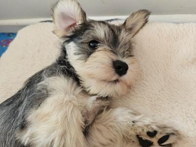 Miniature Schnauzer puppies in Wexford