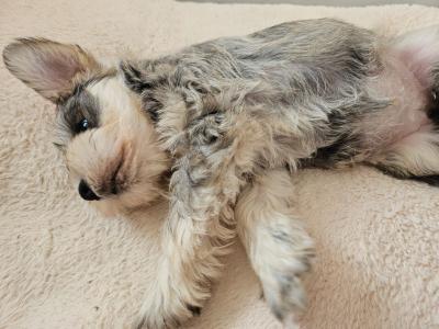 Miniature Schnauzer puppies in Wexford